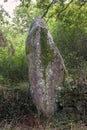 Menhirs of the Kerjean alignments - megalithic monument in Brittany