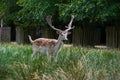 Menil Fallow Deer Stag eating Royalty Free Stock Photo