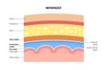 Meninges anatomy diagram Royalty Free Stock Photo