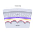 Meninges anatomy diagram Royalty Free Stock Photo