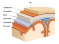 Meninges of the brain