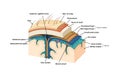 Meninges. Human brain