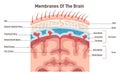 Meninges structure. Protective membranes covering the brain, dura