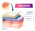 Meninges vector illustration. Labeled anatomy educational head layer scheme Royalty Free Stock Photo