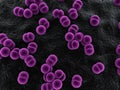 Meningococcus Royalty Free Stock Photo