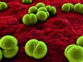 Meningococcus Royalty Free Stock Photo