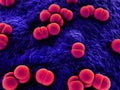 Meningococcus Royalty Free Stock Photo