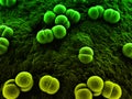 Meningococcus Royalty Free Stock Photo