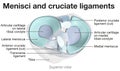 Menisci and cruciate ligaments. Labeled 3D Illustration Royalty Free Stock Photo