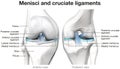 Menisci and cruciate ligaments. Labeled 3D Illustration Royalty Free Stock Photo