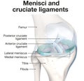 Menisci and cruciate ligaments. Labeled 3D Illustration Royalty Free Stock Photo