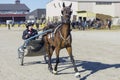 Mennonite. Canada . waterloo region. St. Jacobs. Horse auction.