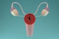 Menopause concept. Internal genital female organs with a clock on the uterus. 3D render