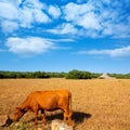 Menorca brown cow grazing in golden field near Ciutadella Royalty Free Stock Photo