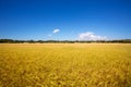 Menorca golden wheat fields in Ciutadella Royalty Free Stock Photo