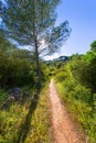 Menorca mediterranean track in es Mitjorn Gran Royalty Free Stock Photo