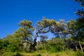 Menorca oak tree forest in northern cost near Cala Pilar