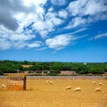 Menorca sheep flock grazing in golden dried meadow