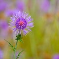 Menorca spring thistle purple flowers Royalty Free Stock Photo