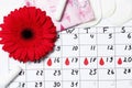 Menstrual cycle calendar. Gerbera and tampons, pads. Ovulation concept. menstruation concept