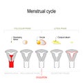 Menstrual cycle Royalty Free Stock Photo