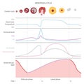 The menstrual cycle, showing changes hormones,