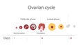 The menstrual cycle