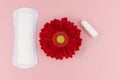 Daily menstrual woman pad and female tampon for hygiene or blood period with a red gerbera on a pink background. Cotton