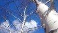 Nature blue sky white birch early spring march tree trunk