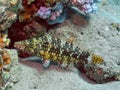 A Mental Wrasse Oxycheilinus mentalis in the Red Sea Royalty Free Stock Photo