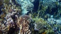 Mental wrasse Oxycheilinus mentalis undersea, Red Sea, Egypt, Sharm El Sheikh, Nabq Bay Royalty Free Stock Photo