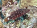 Mental wrasse Royalty Free Stock Photo