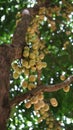 Menteng fruit on top branch Royalty Free Stock Photo