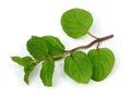 Mentha