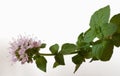 Mentha aquatica Royalty Free Stock Photo