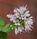 Mentha aquatica - Detail of inflorescence Royalty Free Stock Photo