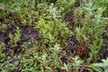 Mentha aquatica medicinal plant or water mint is perennial flowering plant in the mint family Lamiaceae