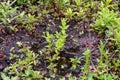 Mentha aquatica medicinal plant or water mint is perennial flowering plant in the mint family Lamiaceae