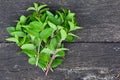 Mentha aquatica or Water mint on table Royalty Free Stock Photo