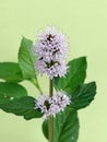 Mentha aquatica (water mint) Royalty Free Stock Photo