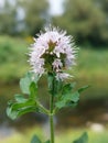 Mentha aquatica (water mint) Royalty Free Stock Photo