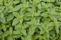 Mentha arvensis Banana