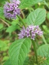 Mentha Arvensis - corn mint, field mint, wild mint Royalty Free Stock Photo