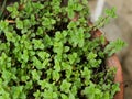 MENTHA ARVENSIS CORN MINT, FIELD MINT OF WILD MINT Royalty Free Stock Photo