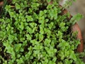 MENTHA ARVENSIS CORN MINT, FIELD MINT OF WILD MINT Royalty Free Stock Photo