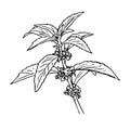 Mentha arvensis Hand drawn