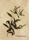 Mentha balsamea in herbarium