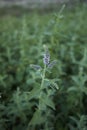 Mentha longifolia in bloom