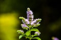 Mentha Longifolia