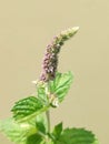 Mentha longifolia (horse mint)